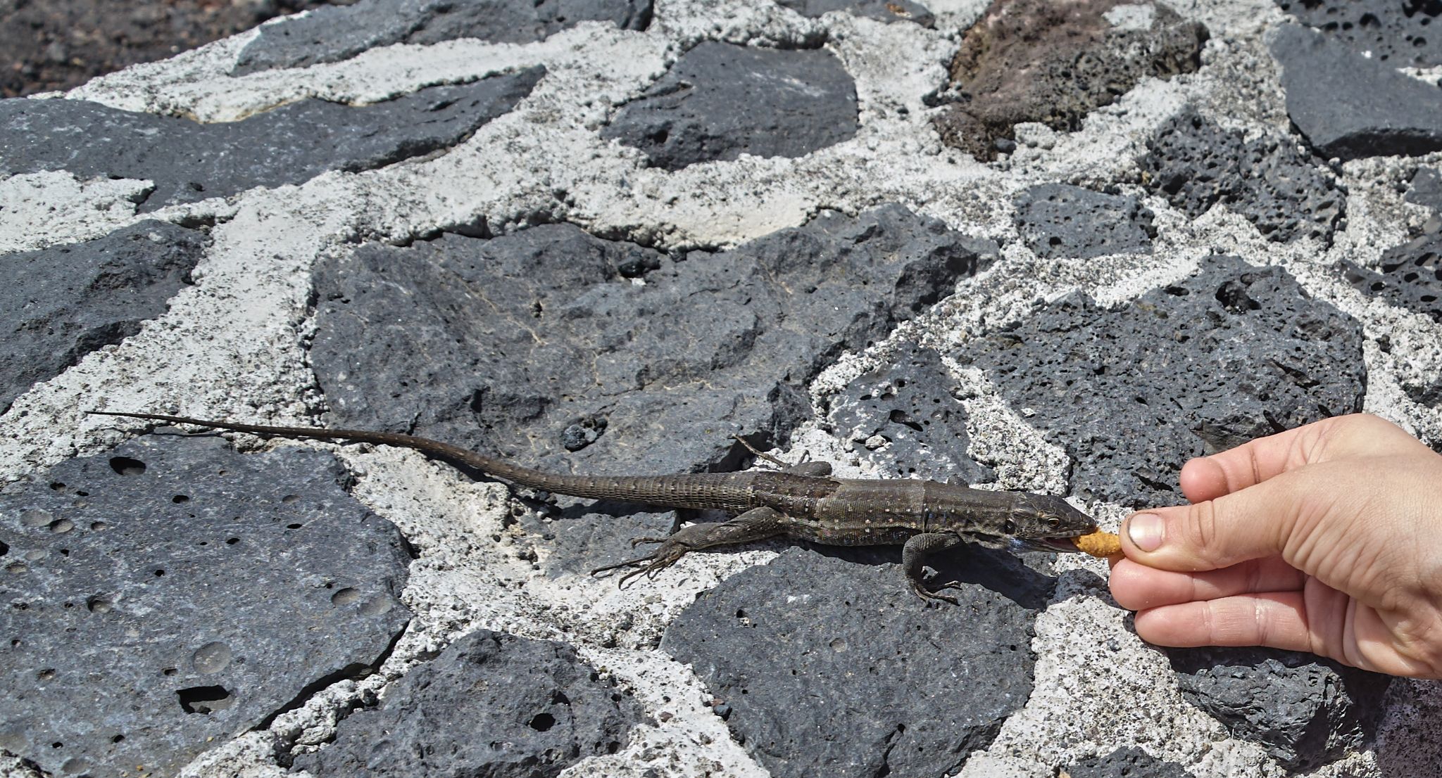  20160809 R0031447 2